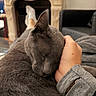 animal, blanket, cat, close_up, cozy, cuddling, fireplace, furry, gray_cat, home, human_hand, indoor, living_room, pet, portrait, relaxed, sleeping, sleepy, sofa, warm_lighting