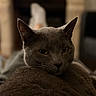 Bobby participe au concours pour gagner de l'argent avec cette photo : animal, blanket, cat, close_up, ears, eyes, feline, fur, gray_cat, home, indoor, lying_down, moody, pet, portrait, relaxed, resting, short_hair, warm_lighting, whiskers