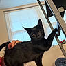 Batman joined the competition — help win amazing prizes! black_cat, cat, kitten, pet, animal, feline, indoors, home, bedroom, window, blinds, ladder, human_hand, petting, fur, ears, eyes, plush_toy, blue_blanket, portrait