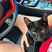 Batman joined the competition — help win amazing prizes! cat, black_cat, pet, animal, golden_eyes, sitting, car, car_interior, steering_wheel, center_console, seatbelt, hand, person, lap, fast_food, drink_cup, mcdonalds, portrait, indoor, close_up
