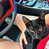 cat, black_cat, pet, animal, golden_eyes, sitting, car, car_interior, steering_wheel, center_console, seatbelt, hand, person, lap, fast_food, drink_cup, mcdonalds, portrait, indoor, close_up