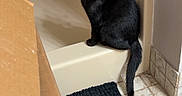 Batman is registered to the contest to win money with this photo: cat, kitten, black_cat, animal, pet, sitting, bathroom, bathtub, shower, tile_floor, bath_mat, cardboard_box, indoor, home, portrait, looking_at_camera, head_tilt, black_fur, tail, cute