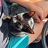 Batman joined the competition — help win amazing prizes! cat, black_cat, pet, animal, furry, whiskers, ears, eyes, sitting, lying_down, lap, human, arm, tattoo, car, vehicle, interior, sunlight, portrait, close_up
