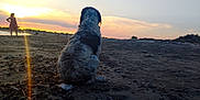 Kappy participe au concours pour gagner de l'argent avec cette photo : dog, beach, sunset, person, sand, rocks, water, sky, outdoor, animal, nature, evening, landscape, silhouette, curly_fur, relaxation, vacation, shore, peaceful, sunlight