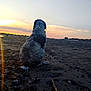 dog, beach, sunset, person, sand, rocks, water, sky, outdoor, animal, nature, evening, landscape, silhouette, curly_fur, relaxation, vacation, shore, peaceful, sunlight