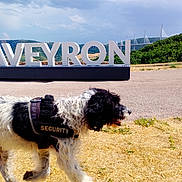 Kappy participe au concours pour gagner de l'argent avec cette photo : dog, security_vest, outdoor, grass, road, sign, letters, bridge, hill, sky, clouds, nature, walking, animal, black_and_white, fur, daytime, landscape, scenic, canine