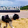 dog, security_vest, outdoor, grass, road, sign, letters, bridge, hill, sky, clouds, nature, walking, animal, black_and_white, fur, daytime, landscape, scenic, canine