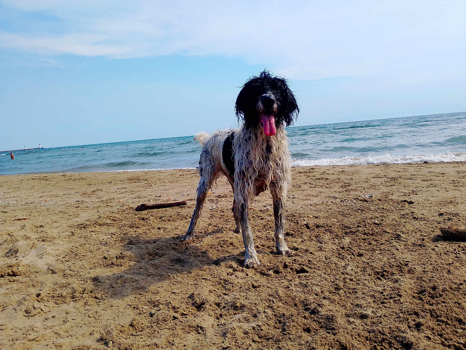 Kappy participe au concours pour gagner de l'argent avec cette photo : dog, beach, sand, ocean, water, waves, sky, clouds, animal, pet, outdoor, happy, wet, fur, tongue, nature, summer, playful, shore, coast