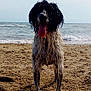 Kappy participe au concours pour gagner de l'argent avec cette photo : dog, beach, sand, ocean, water, wet_fur, tongue_out, waves, sky, outdoor, animal, pet, summer, playful, curly_fur, canine, nature, daylight, shore, happy