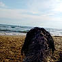 Kappy participe au concours pour gagner de l'argent avec cette photo : dog, beach, sand, ocean, water, waves, sky, clouds, wet_fur, curly_fur, outdoor, animal, pet, seaside, nature, daytime, quiet, relaxation, vacation, summer