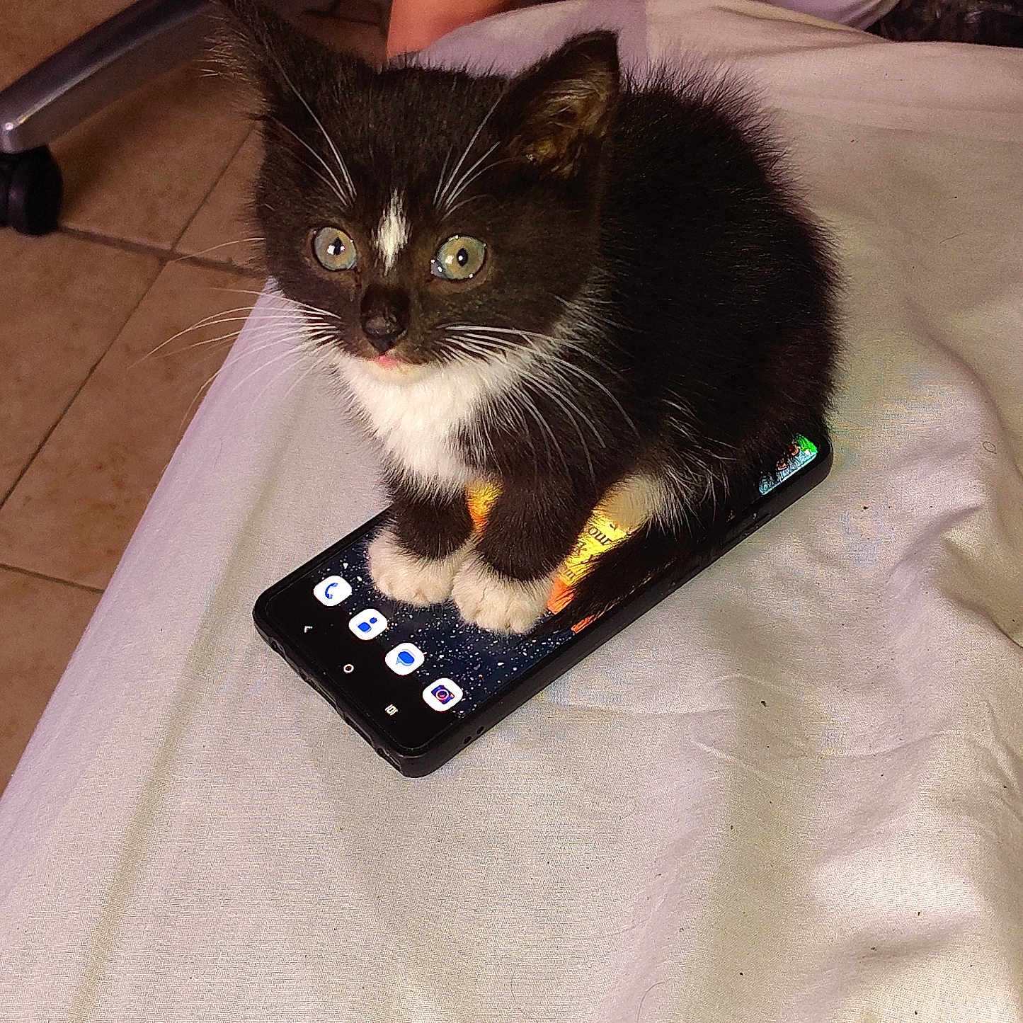 Ozzy joined the competition — help win amazing prizes! animal, bed, black_and_white, cat, chair_wheel, curious, cute, feline, floor_tiles, indoor, kitten, paw, person_arm, pet, resting, small, smartphone, technology, white_sheet, young