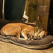 Kira a rejoint le concours — aidez-le/la à gagner de superbes lots ! dog, sleeping, bed, indoor, floor, cushion, wooden_panel, decor, vase, plant, quiet, resting, furniture, cozy, brown, tan, homedecor, pet, calm, relaxation