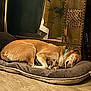 dog, sleeping, bed, indoor, floor, cushion, wooden_panel, decor, vase, plant, quiet, resting, furniture, cozy, brown, tan, homedecor, pet, calm, relaxation