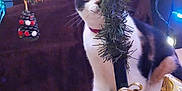 Kitty joined the competition — help win amazing prizes! cat, calico_cat, christmas_tree, ornament, holiday_lights, tree_branch, curious, indoor, decorations, pet, festive, twinkling_lights, holiday, tree_skirt, animal, whiskers, collar, cozy, background, curiosity
