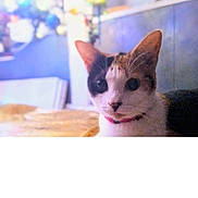 Kitty is registered to the contest to win money with this photo: cat, calico, pet, animal, indoor, collar, curious, feline, closeup, face, ears, whiskers, soft_focus, blurred_background, colorful, domestic, cute, portrait, looking, home