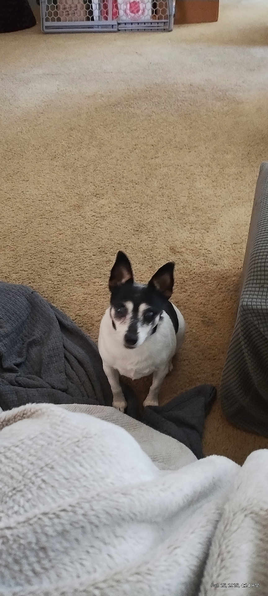 Trixie is registered to the contest to win money with this photo: dog, carpet, blanket, indoor, pet, small_dog, black_and_white, fur, ears, looking_up, floor, cozy, home, furniture, resting, animal, cute, companion, waiting, domestic