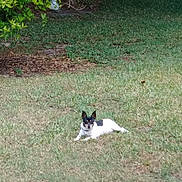 Trixie joined the competition — help win amazing prizes! dog, grass, yard, outdoor, pet, black_and_white, small_dog, animal, fence, bush, nature, canine, relaxed, lying_down, ears_up, daylight, garden, lawn, collar, quiet