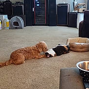 Charlie joined the competition — help win amazing prizes! dog, cat, carpet, blanket, pet_bed, bowl, remote_control, lamp, speaker, wall_art, furniture, living_room, electronics, indoor, relaxed, calico_cat, brown_dog, cozy, home, interaction