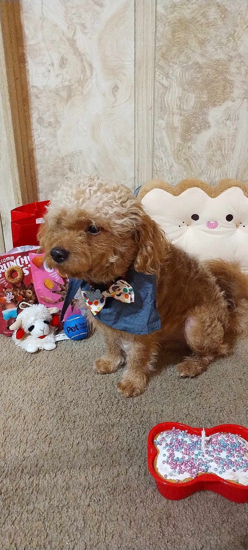 Charlie joined the competition — help win amazing prizes! background_wall, birthday_candle, bone_shaped_cake, bow_tie, brown_dog, cake, cape, carpet, celebration, curly_hair, cute, dog, indoor, pet, pet_accessories, plush_toy, red_bag, sprinkles, stuffed_animal, toy