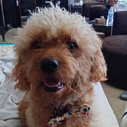 Charlie joined the competition — help win amazing prizes! dog, puppy, bow_tie, curly_fur, pet, indoor, living_room, couch, lamp, window_blinds, blanket, bedspread, cat, close_up, portrait, brown_fur, paws, smile, furniture, decor