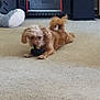 black_and_yellow_toy, brown_dog, cabinet, carpet, carpet_texture, dog, fur, furniture, indoor, living_room, looking_at_camera, lying_down, pet, playful, puppy, server_rack, slipper, small_dog, tail, toy