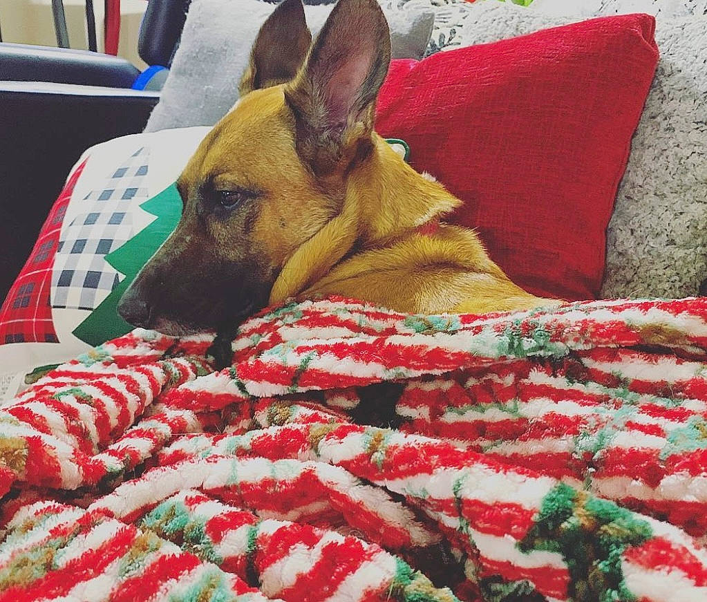 Zelda joined the competition — help win amazing prizes! bedding, carmine, carnivore, comfort, companion_dog, dog, dog_breed, dog_supply, fawn, flooring, fur, grass, green, groundcover, linens, pattern, sporting_group, terrestrial_animal, whiskers, working_animal