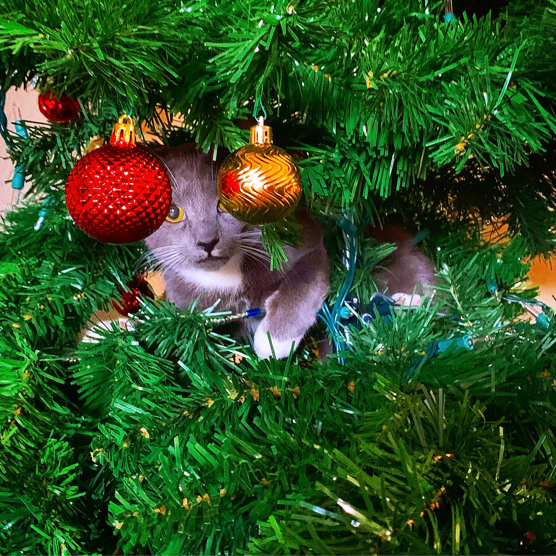 Adonis is registered to the contest to win money with this photo: branch, christmas, christmas_decoration, christmas_eve, christmas_ornament, christmas_tree, conifer, event, evergreen, grass, holiday, holiday_ornament, interior_design, larch, ornament, plant, shortstraw_pine, terrestrial_plant, tradition, woody_plant