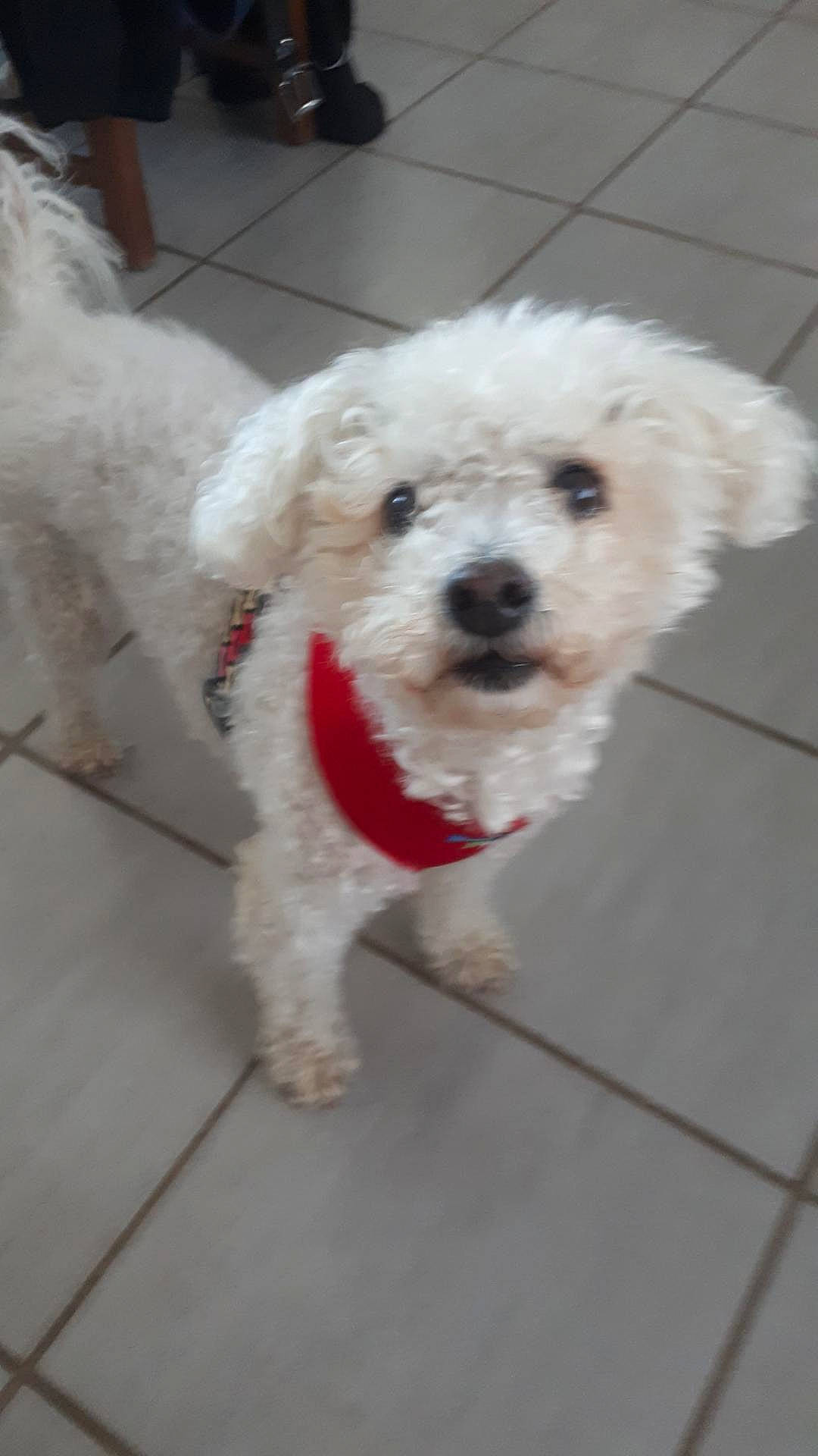 Anouk a rejoint le concours — aidez-le/la à gagner de superbes lots ! bichon_frise, bolognese, bolonka, canidae, carnivore, cockapoo, companion_dog, dog, dog_breed, havanese, maltepoo, maltese, mammal, miniature_poodle, non_sporting_group, poodle, poodle_crossbreed, schnoodle, toy_poodle, vertebrate