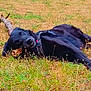 Karnage a rejoint le concours — aidez-le/la à gagner de superbes lots ! animal, black_dog, canine, closeup, collar, daylight, dog, ears, field, fur, grass, lying_down, muzzle, nature, outdoor, pet, playful, relaxed, snout, stick