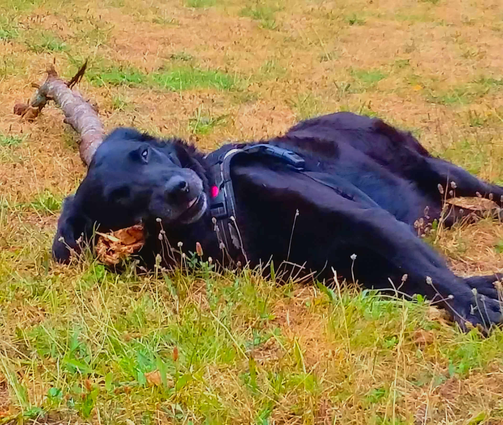 Karnage a rejoint le concours — aidez-le/la à gagner de superbes lots ! animal, black_dog, canine, closeup, collar, daylight, dog, ears, field, fur, grass, lying_down, muzzle, nature, outdoor, pet, playful, relaxed, snout, stick