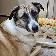 Sunshine joined the competition — help win amazing prizes! dog, animal, pet, indoor, fur, toy, plush_toy, brown, white, black, floor, rug, looking, lying, close_up, portrait, cute, companion, domestic, friendly
