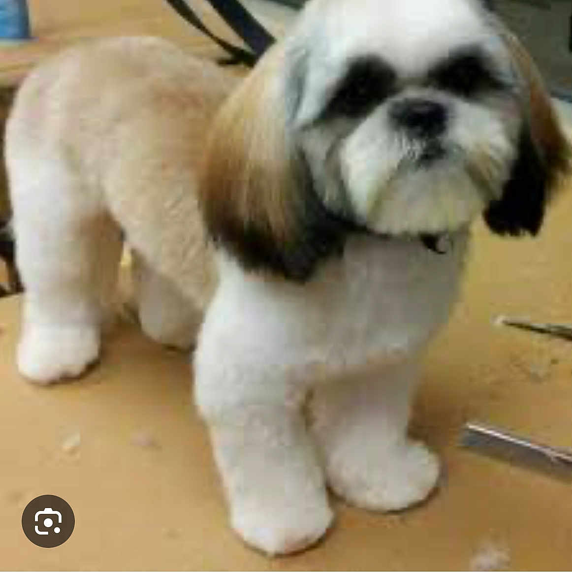 Shih Tzu