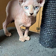 Arya a rejoint le concours — aidez-le/la à gagner de superbes lots ! sphynx_cat, hairless_cat, blue_eyes, cat, pet, indoor, scratching_post, furless, animal, curious, alert, ears, wrinkled_skin, floor, texture, close_up, domestic_cat, looking, standing, whiskers