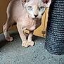 sphynx_cat, hairless_cat, blue_eyes, cat, pet, indoor, scratching_post, furless, animal, curious, alert, ears, wrinkled_skin, floor, texture, close_up, domestic_cat, looking, standing, whiskers