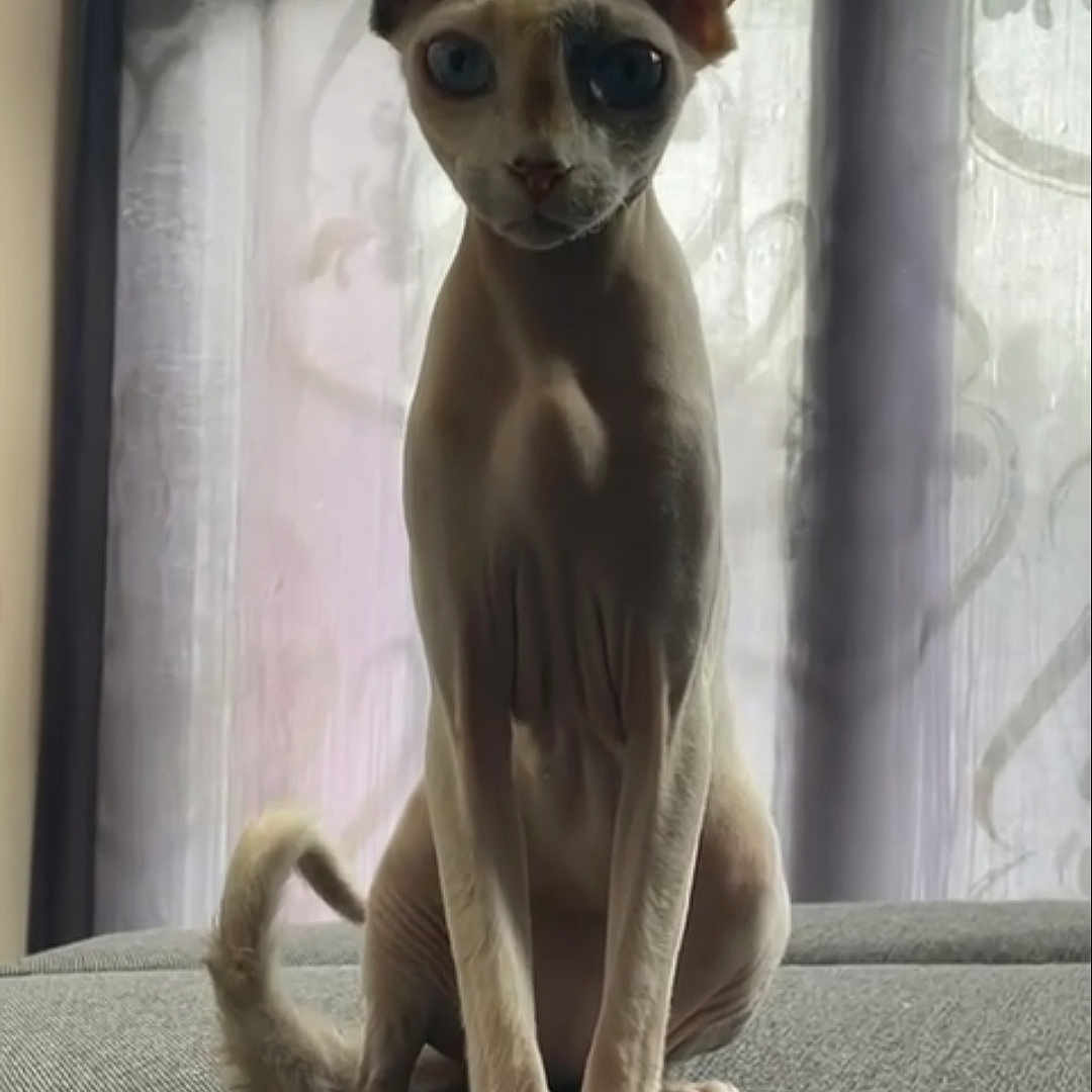 Arya