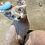 sphynx_cat, cat, hairless, blue_eyes, wrinkled_skin, pet, animal, indoor, floor, toy, plush_toy, curious, looking_back, closeup, portrait, feline, domestic_cat, pink_skin, two_cats, background_blur