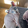 Arya participe au concours pour gagner de l'argent avec cette photo : sphynx_cat, blue_eyes, hairless_cat, pet, indoor, curious, wrinkled_skin, cat_face, cat_ears, looking_up, gray_surface, sunlight, shadow, feline, animal, cute, domestic_cat, pet_cat, whiskers, pink_skin