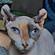 Arya a rejoint le concours — aidez-le/la à gagner de superbes lots ! cat, hairless_cat, sphinx_cat, blue_eyes, close_up, pet, indoor, wrinkled_skin, curious, animal, feline, ears, face, portrait, unique_appearance, domestic_animal, looking, whiskers, pink_nose, skin_texture