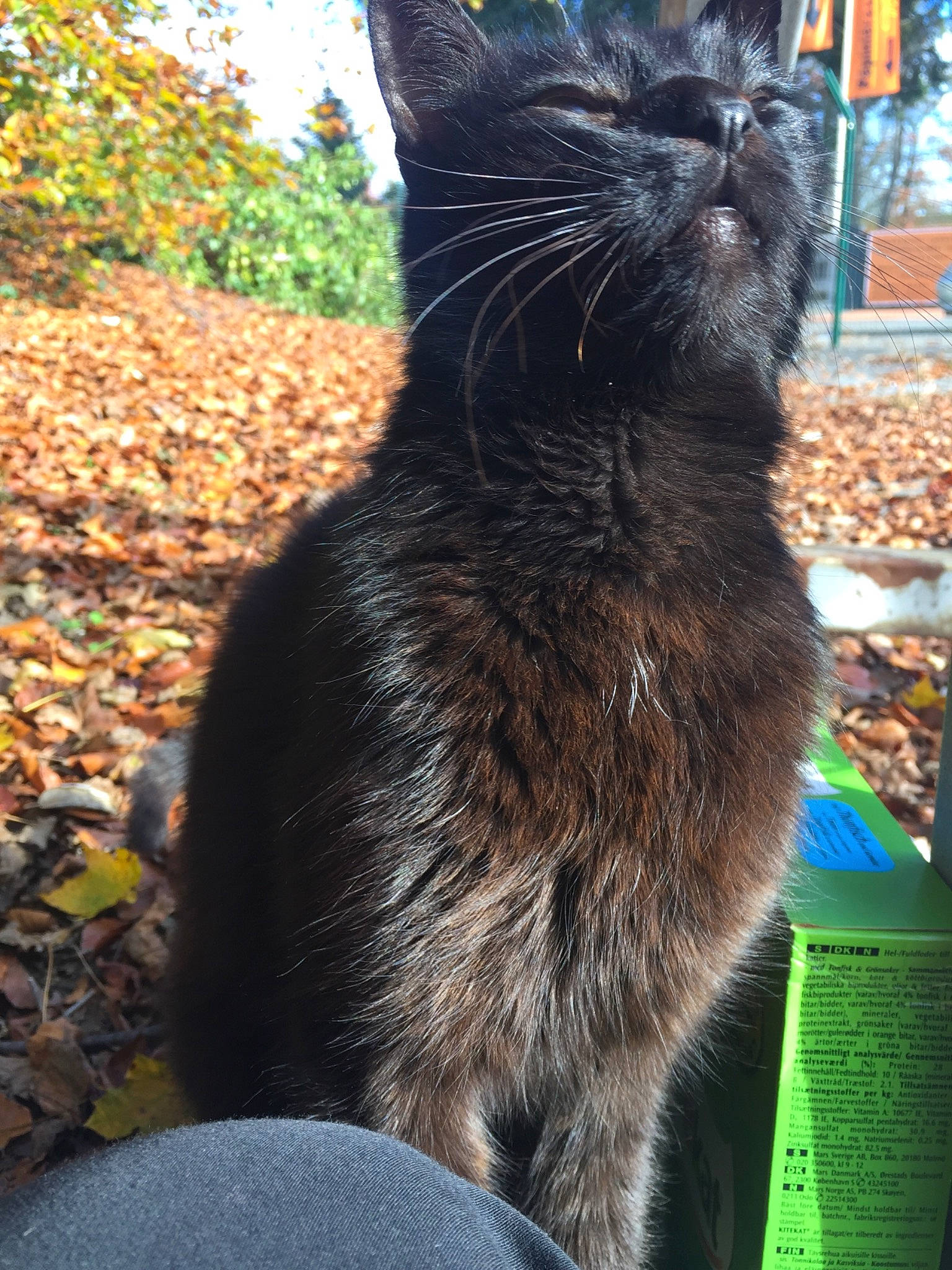 Moumy a rejoint le concours — aidez-le/la à gagner de superbes lots ! asian, black_cat, bombay, carnivore, cat, domestic_short_haired_cat, european_shorthair, felidae, fur, german_rex, small_to_medium_sized_cats, snout, tail, whiskers