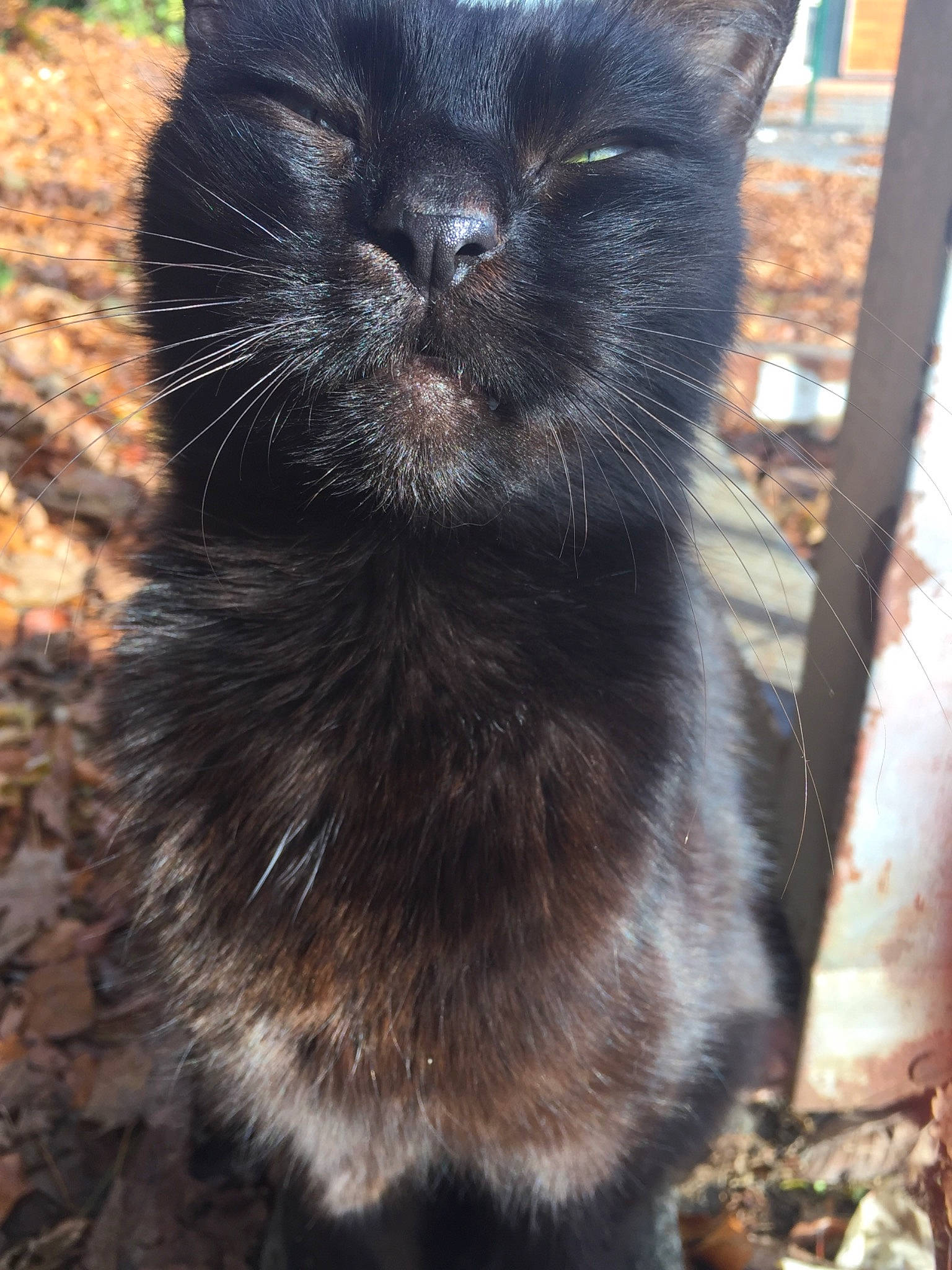 Moumy participe au concours pour gagner de l'argent avec cette photo : asian, black_cat, bombay, carnivore, cat, domestic_long_haired_cat, domestic_short_haired_cat, felidae, fur, german_rex, mammal, polydactyl_cat, small_to_medium_sized_cats, snout, tail, whiskers