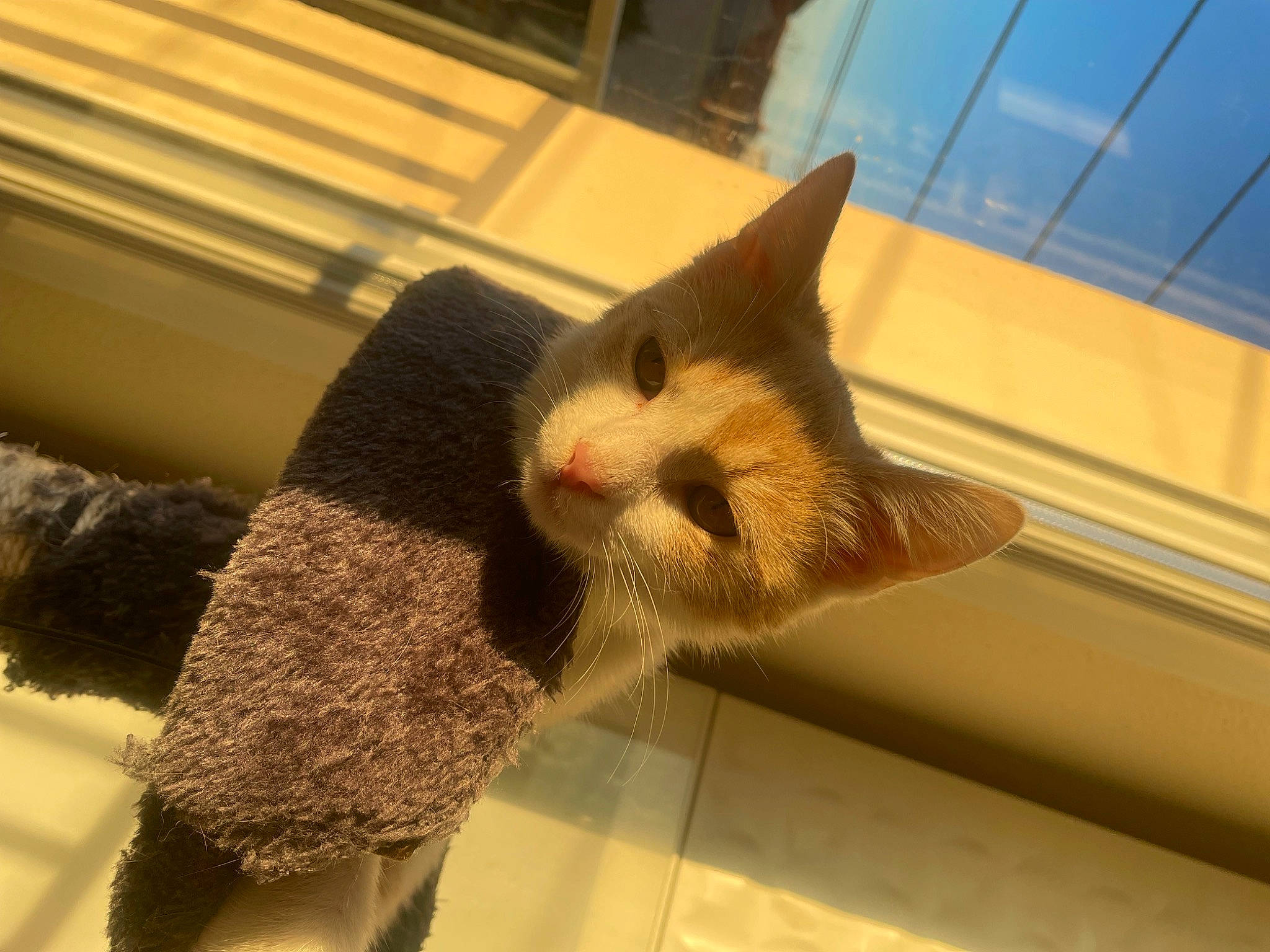 Litchy a rejoint le concours — aidez-le/la à gagner de superbes lots ! canidae, carnivore, cat, claw, domestic_short_haired_cat, eye, fawn, felidae, flooring, foot, fur, human_leg, metal, paw, small_to_medium_sized_cats, snout, tail, whiskers, wood, wool