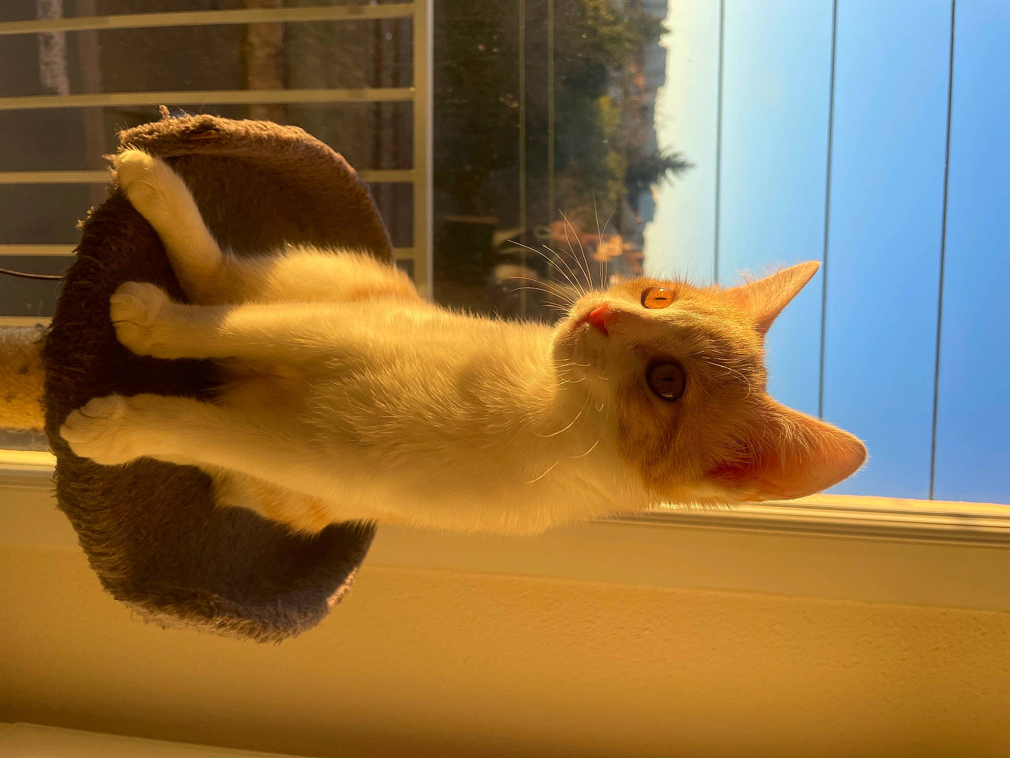 Litchy a rejoint le concours — aidez-le/la à gagner de superbes lots ! balinese, carnivore, cat, claw, domestic_short_haired_cat, eye, fawn, felidae, fur, paw, pet_supply, small_to_medium_sized_cats, snout, tail, terrestrial_animal, whiskers, wildlife, window, wood