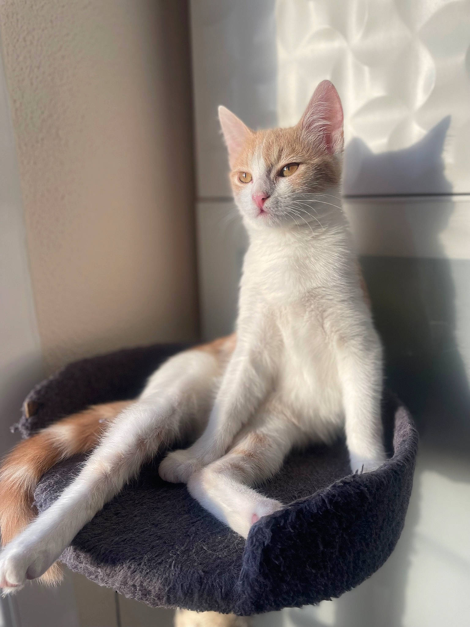 Litchy a rejoint le concours — aidez-le/la à gagner de superbes lots ! balance, carnivore, cat, claw, comfort, domestic_short_haired_cat, fawn, felidae, fur, paw, small_to_medium_sized_cats, snout, tail, terrestrial_animal, whiskers