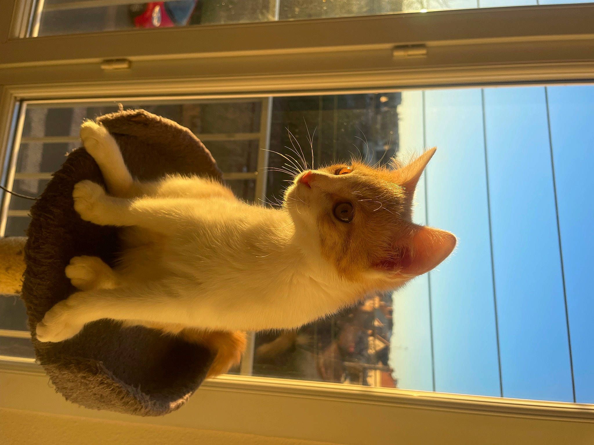 Litchy a rejoint le concours — aidez-le/la à gagner de superbes lots ! animal_shelter, balinese, canidae, carnivore, cat, claw, domestic_short_haired_cat, fawn, felidae, fur, paw, pet_supply, small_to_medium_sized_cats, snout, tail, terrestrial_animal, whiskers, window, wood