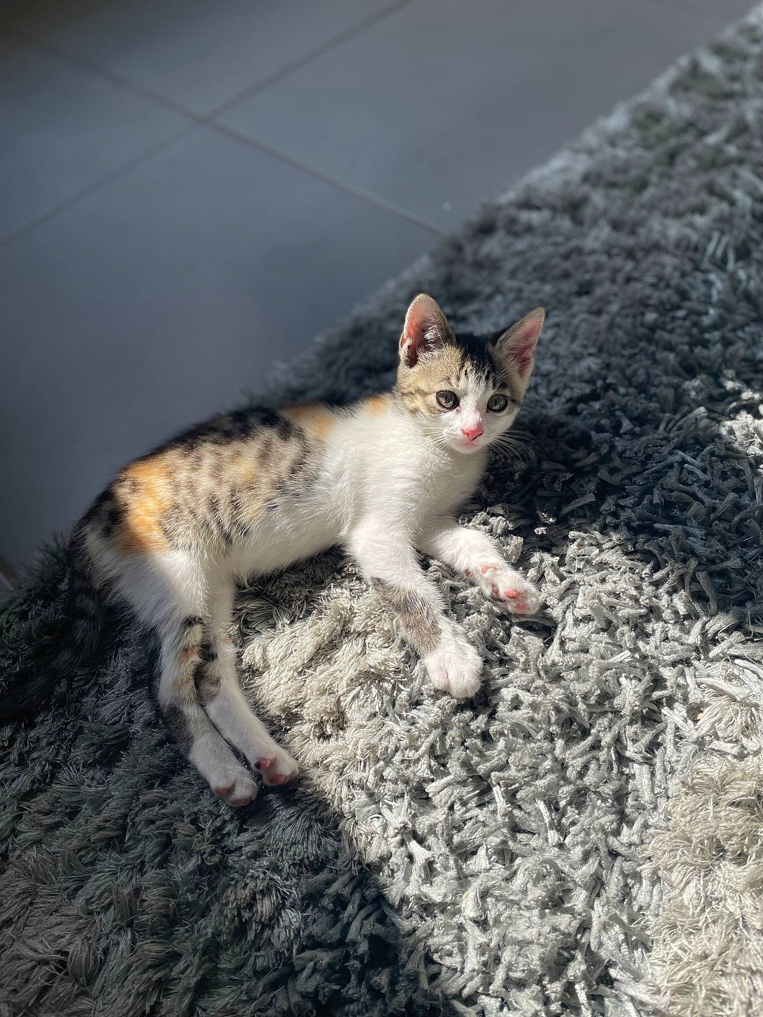 Kitty a rejoint le concours — aidez-le/la à gagner de superbes lots ! asphalt, carnivore, cat, claw, domestic_short_haired_cat, felidae, foot, fur, organism, paw, road_surface, rock, sitting, small_to_medium_sized_cats, snout, soil, tail, terrestrial_animal, whiskers, wildlife