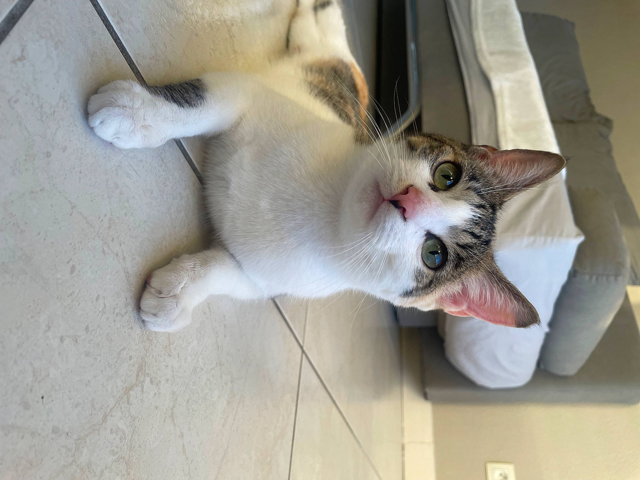 Kitty participe au concours pour gagner de l'argent avec cette photo : carnivore, cat, claw, domestic_short_haired_cat, fang, fawn, felidae, fur, paw, small_to_medium_sized_cats, tail, whiskers