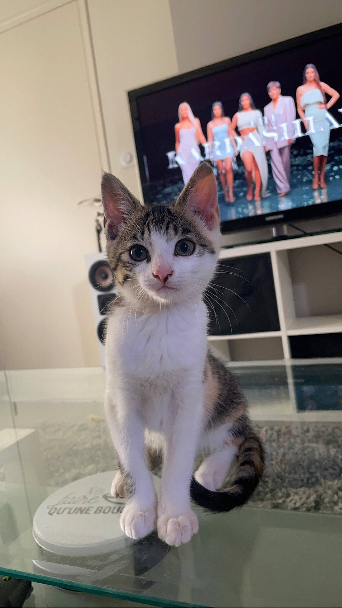 Kitty participe au concours pour gagner de l'argent avec cette photo : carnivore, cat, claw, domestic_short_haired_cat, event, felidae, fur, leg, paw, photo_caption, small_to_medium_sized_cats, snout, tail, whiskers