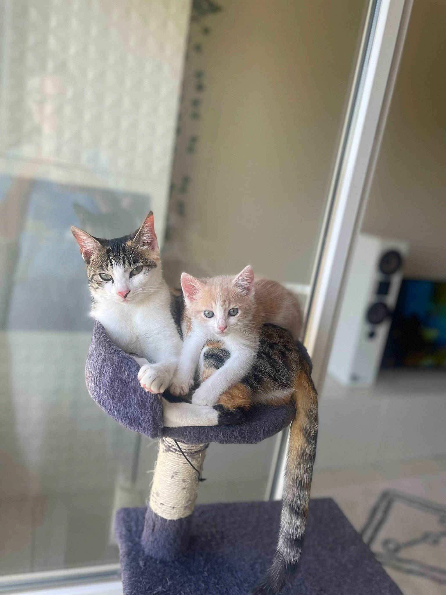 Kitty participe au concours pour gagner de l'argent avec cette photo : carnivore, cat, claw, domestic_short_haired_cat, door, fawn, felidae, fur, grey, paw, plant, sitting, small_to_medium_sized_cats, snout, tail, tree, whiskers, window, wood