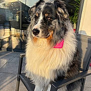 Arizona a rejoint le concours — aidez-le/la à gagner de superbes lots ! dog, australian_shepherd, fluffy, sitting, chair, outdoor, sunlight, reflection, patio, fence, fur, black, white, brown, pink_bandana, quiet, calm, portrait, daylight, plant