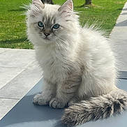 Lady participe au concours pour gagner de l'argent avec cette photo : kitten, cat, fluffy, blue_eyes, outdoor, grass, sunlight, pet, animal, feline, tail, sitting, young, cute, nature, daylight, whiskers, fur, portrait, adorable